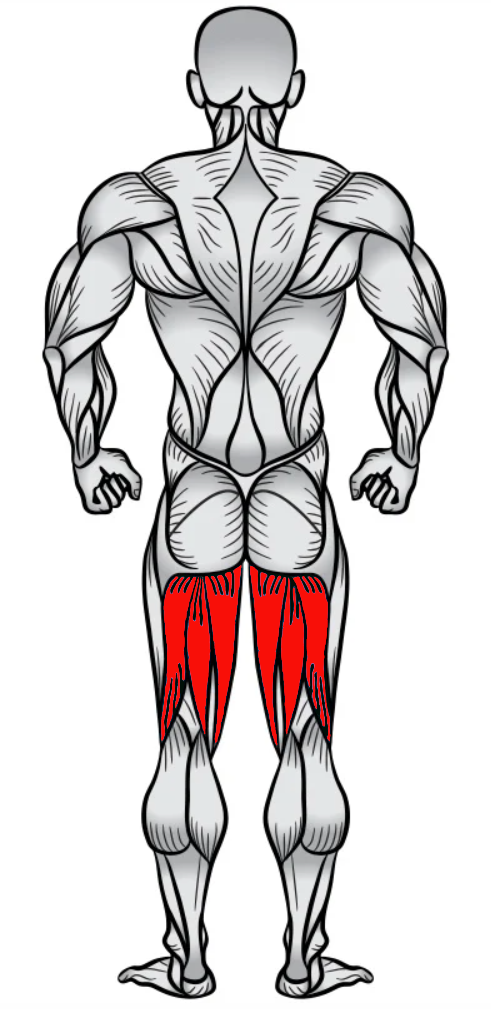 Muscle Group Image